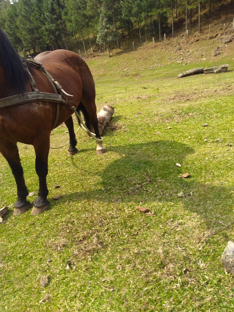 EGUA BRETONA 