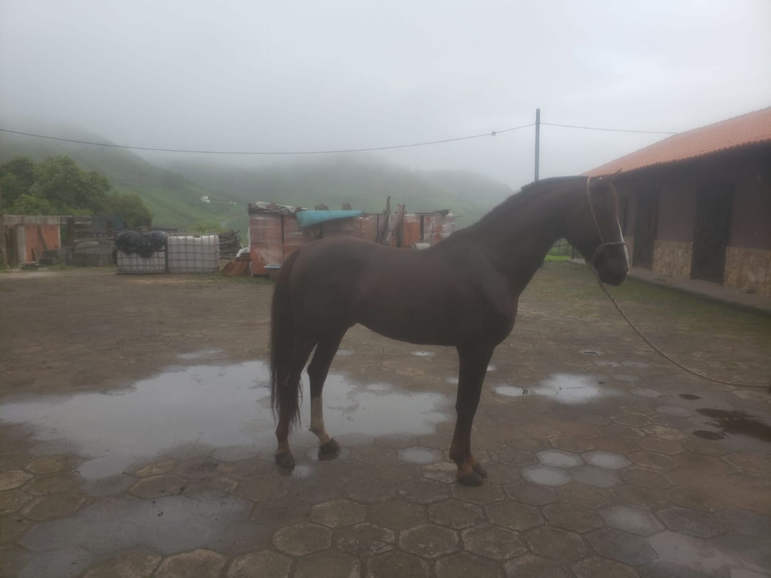RA GOIÁS