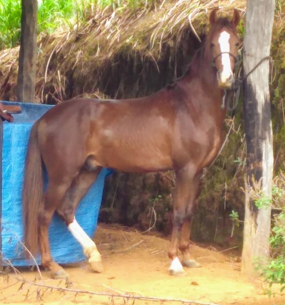 MANGALARGA MARCHADOR