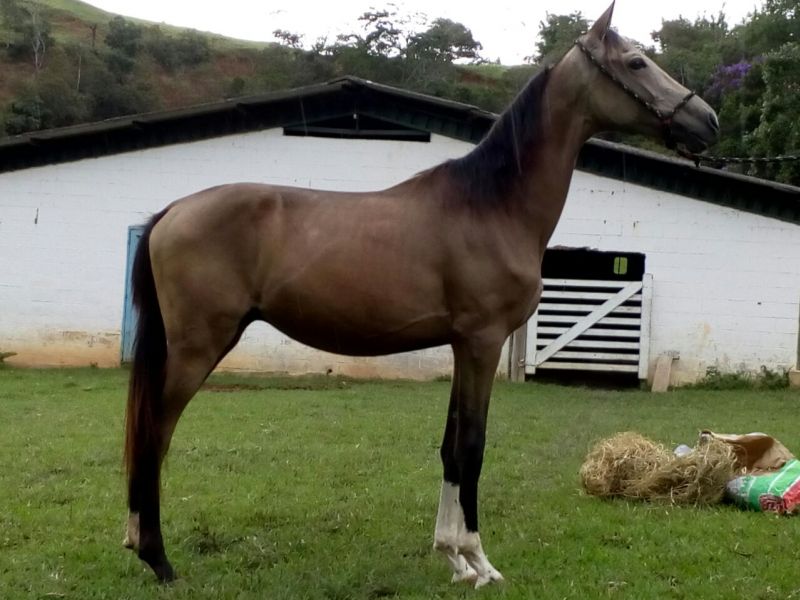 DARTAGNAN DO MADSON