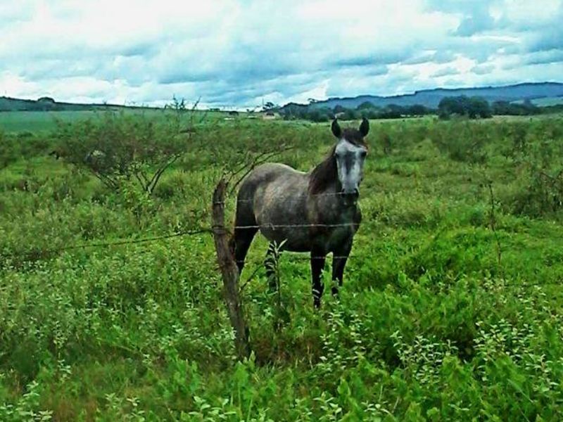 PINGO