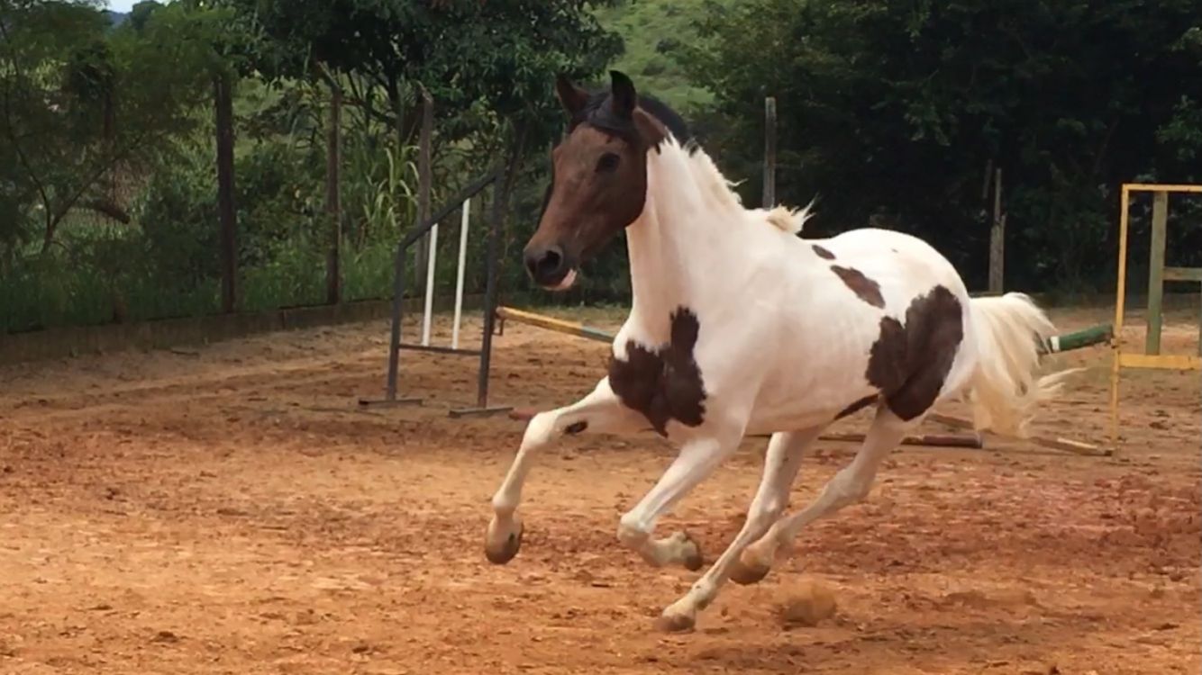 SERENA  HARAS NEBLINA