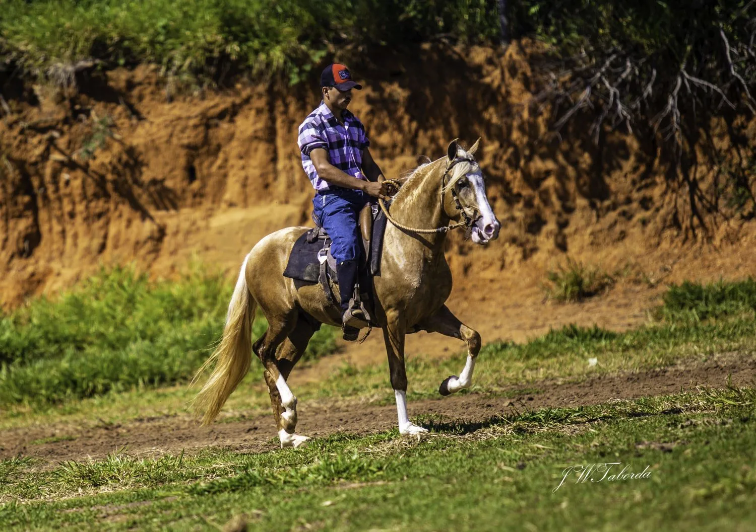 MANGALARGA MARCHADOR
