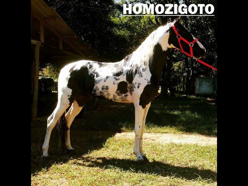 DESTAK DO CAVOK