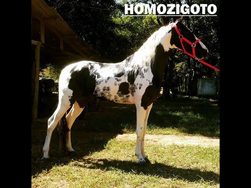 DESTAK DO CAVOK