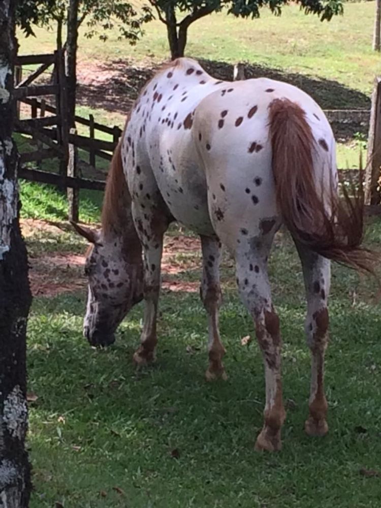 BURRO PINTADO !!! MARAVILHOSO