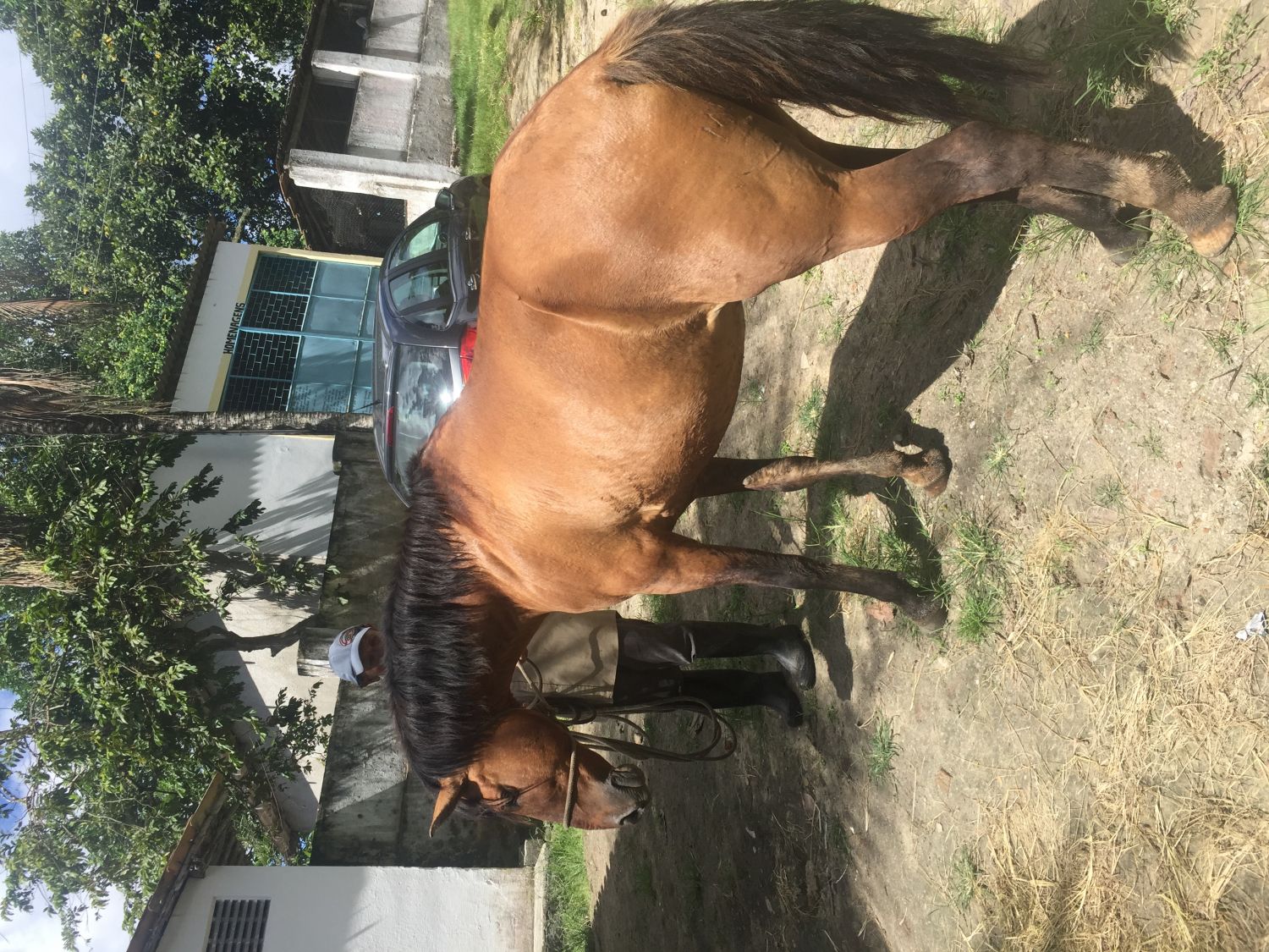 LINDO CAVALO MESTIÇO DE MM