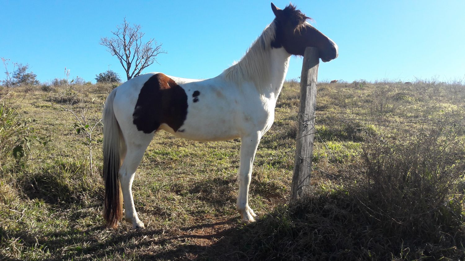 PRINCESA