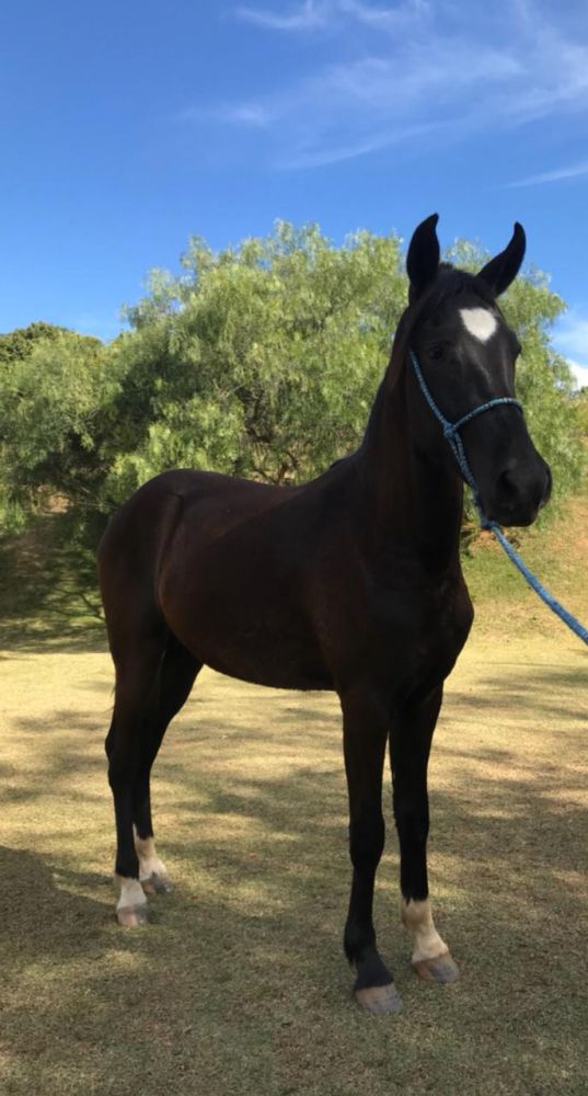 POTRO MANGALARGA MARCHADOR