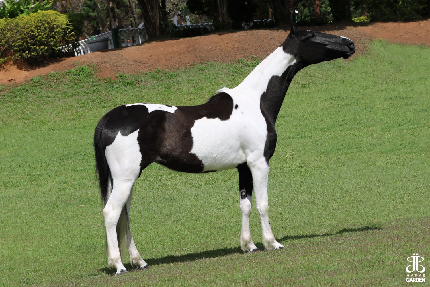 TUTA MONTANHEZ