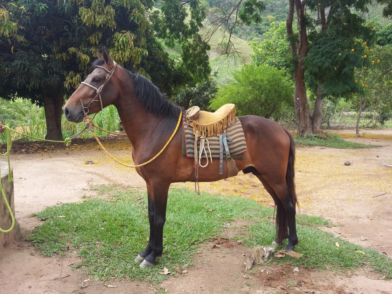 LINDO GARANHÃO CASTANHO