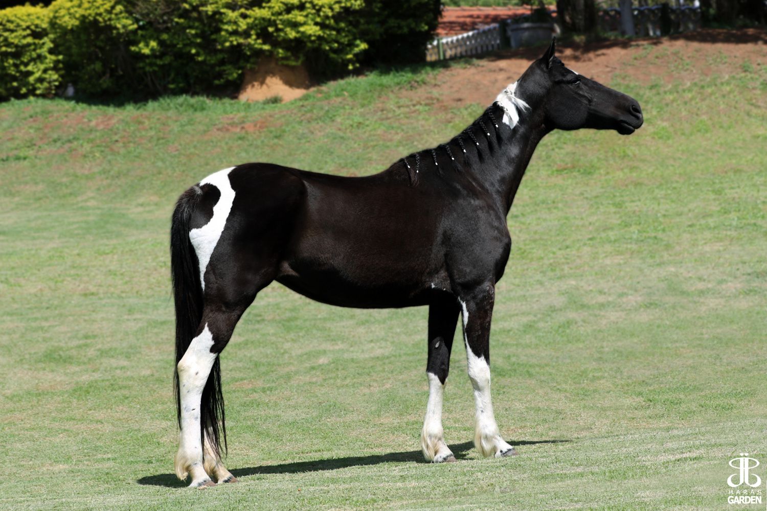 PREMIADA RANCHO SANTA ROSA