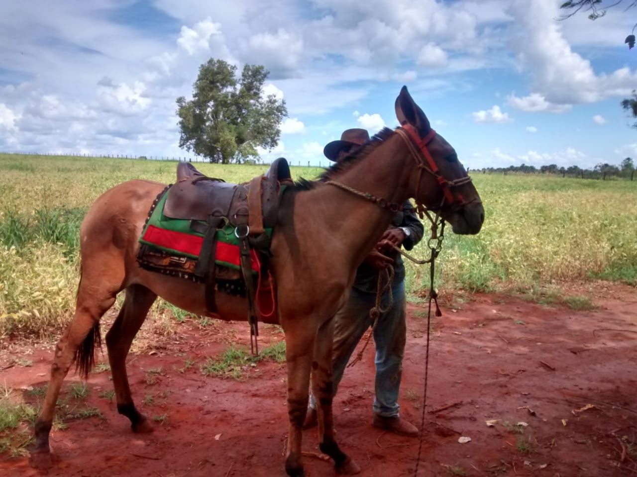 BURRO CASTRADO SEM REGISTRO