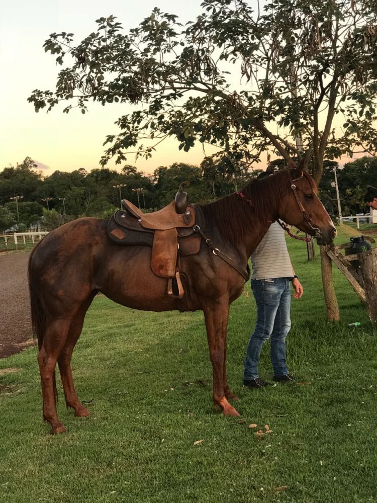 MILOKA FIVE JRA 