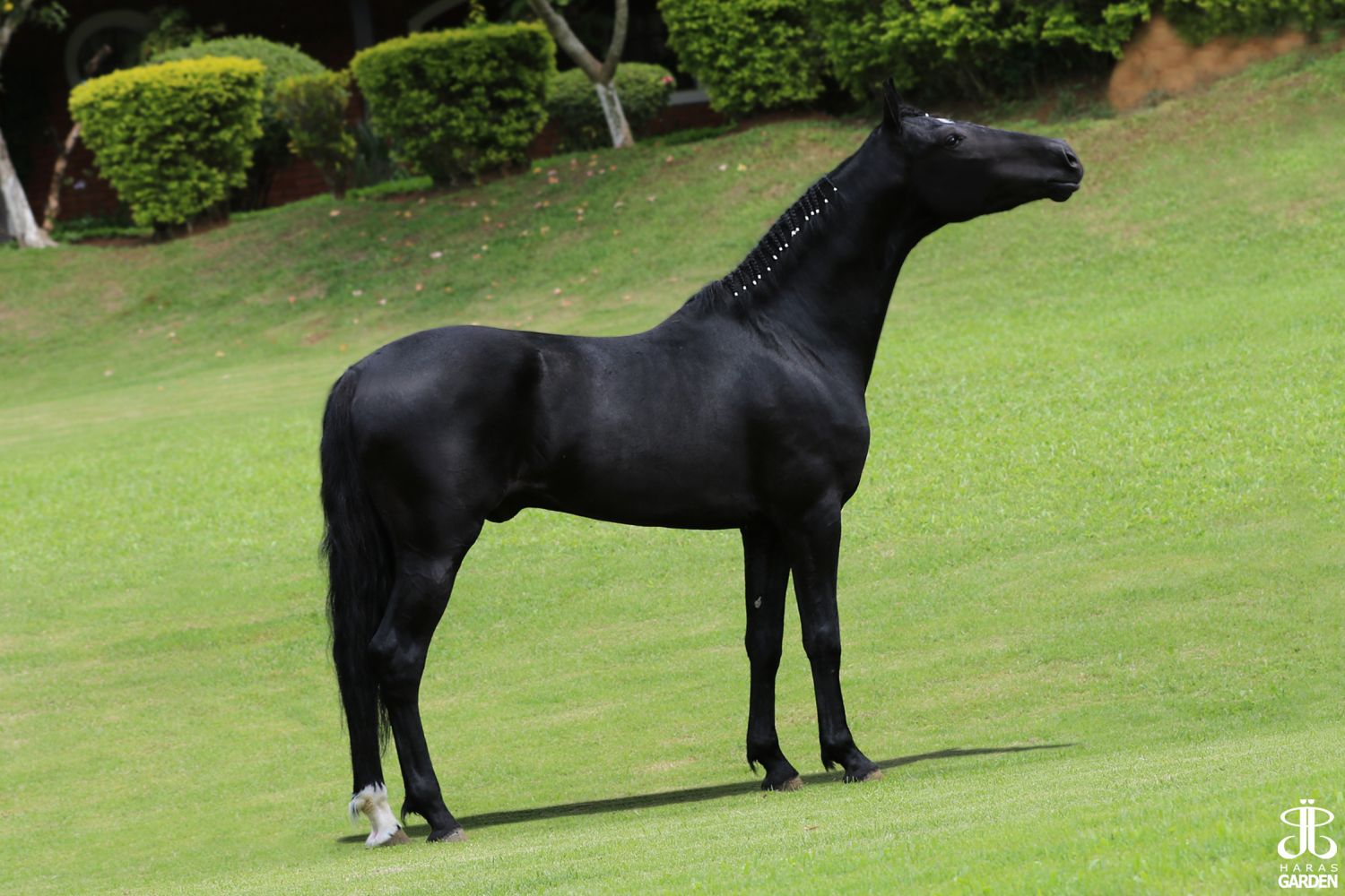 NEGRO GATO DA JEMA