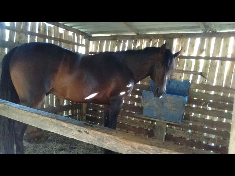 CAVALO MANGALARGA MINEIRO MARCHADOR