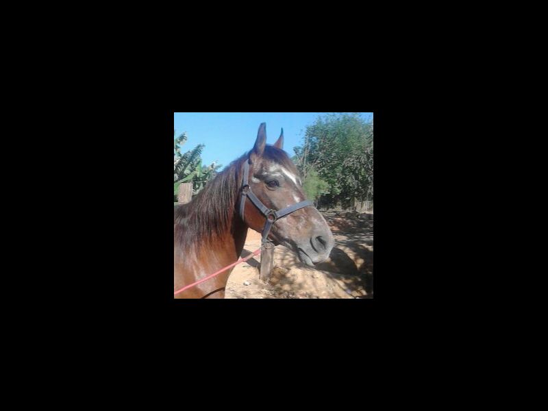 CONHAQUE