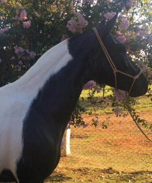 DEUSA DO JR CAVALOS + POTRA