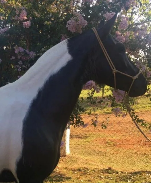 DEUSA DO JR CAVALOS + POTRA
