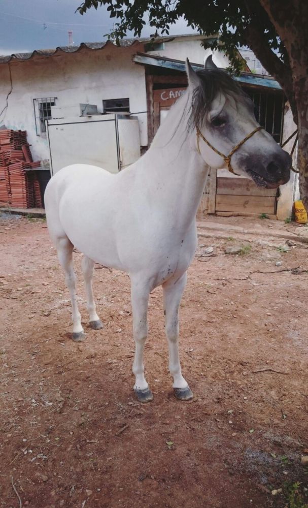 MANGALARGA MARCHADOR