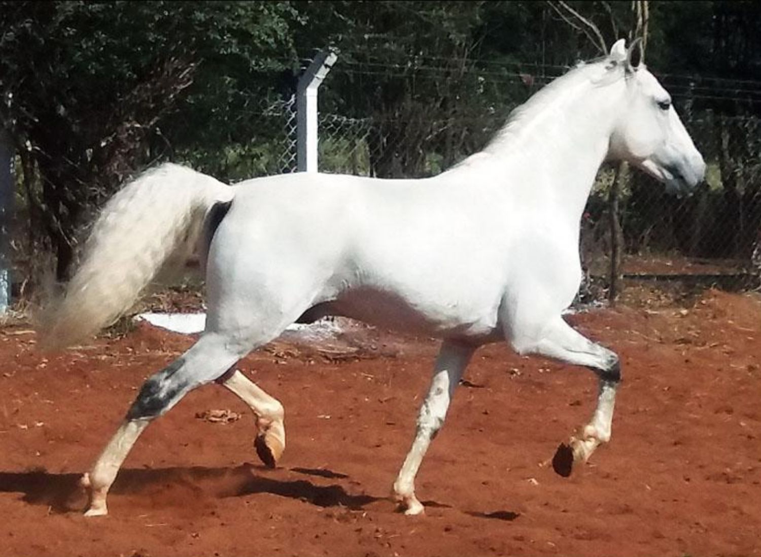 LINDO CAVALO LUSITANO - GENEALOGIA TOP