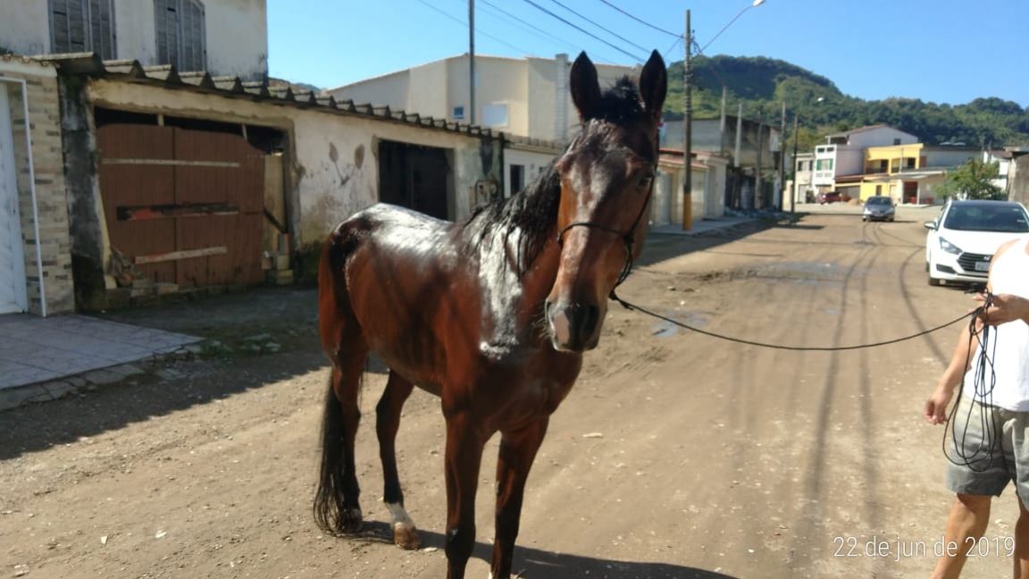 ARGENTINO TROTADOR NATO