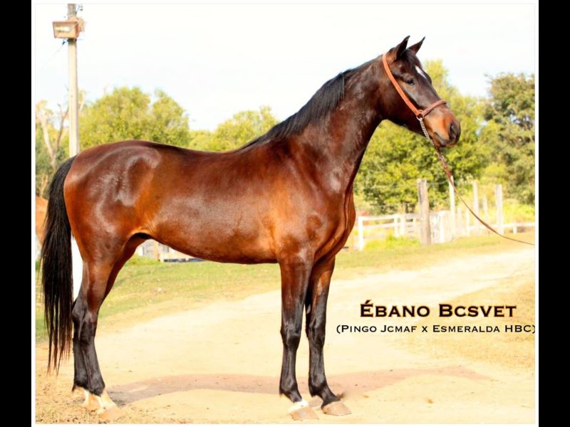 ÉBANO BCSVET