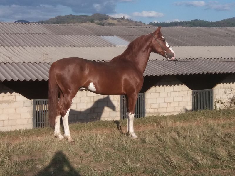 GALEGO JES