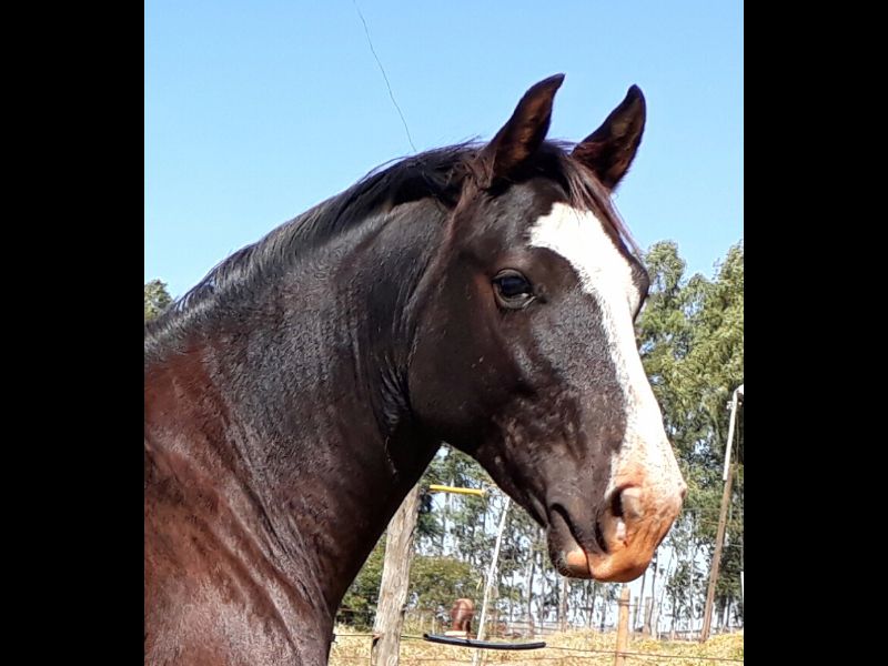 MISSY BLACK SUGAR