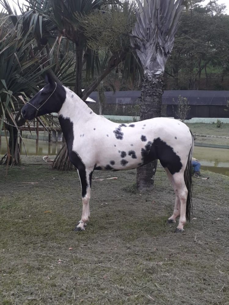 ODARA TRILHO GOLDEN HORSE