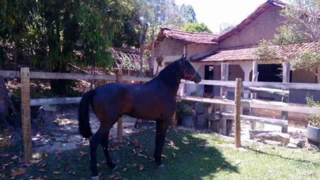 CAVALO MANGALARGA MARCHADOR