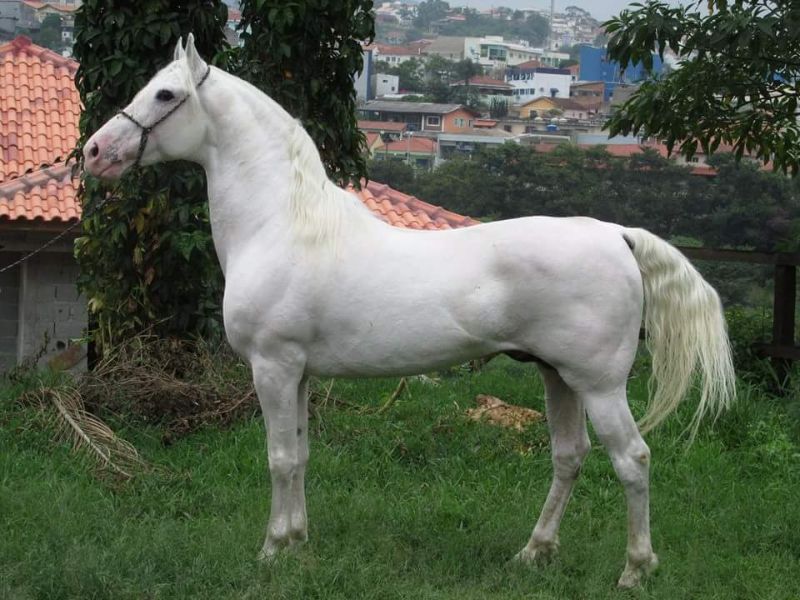 PRATEADO