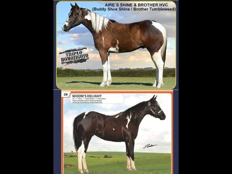 PRENHEZ DE MOON´S DELIGHT X AIRE´S SHINE & BROTHER HVC 