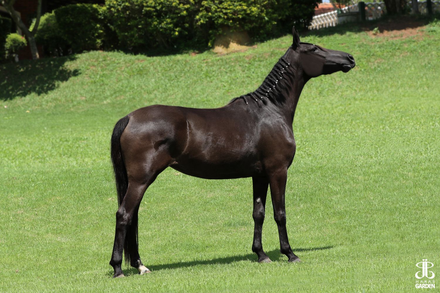 SAPUCAIA J.F.