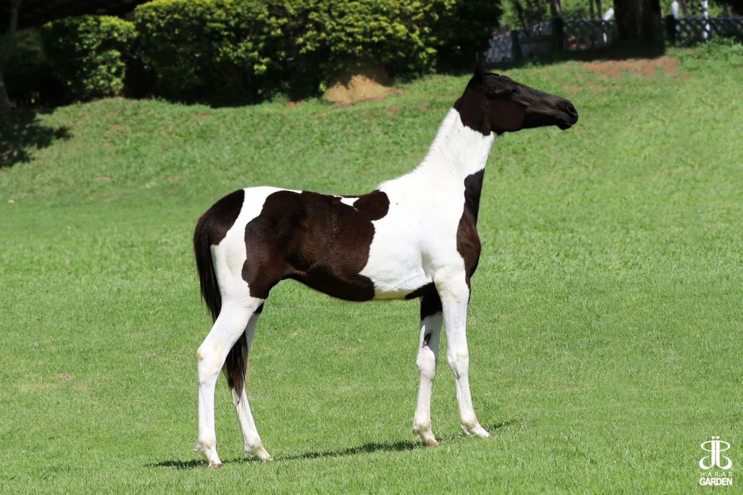 VENTANIA EXCALIBUR
