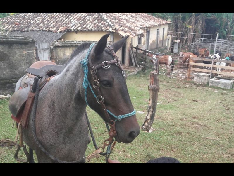 FAISCA 