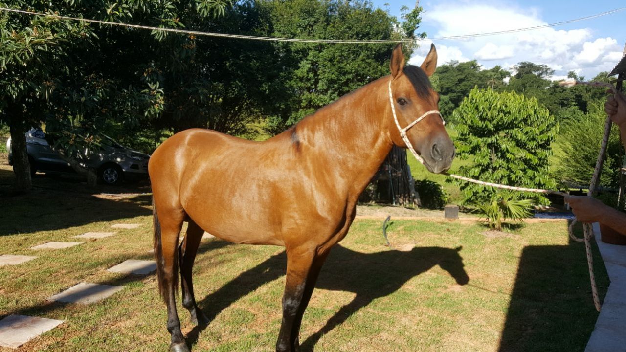 GARANHÃO CAMPOLINA 8 ANOS