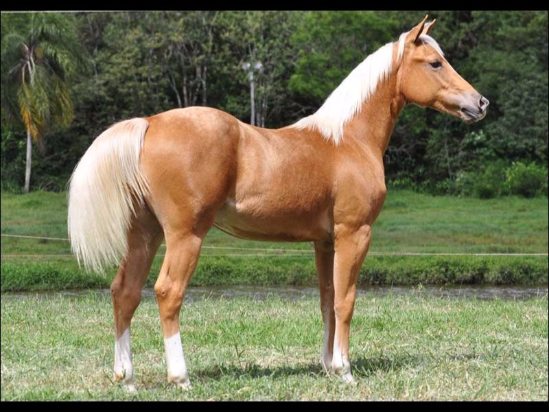 CHEX YELLOW DUNIT