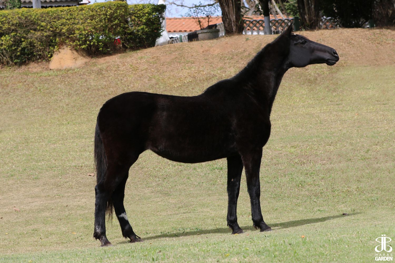 PELÚCIA RB (T.E.)