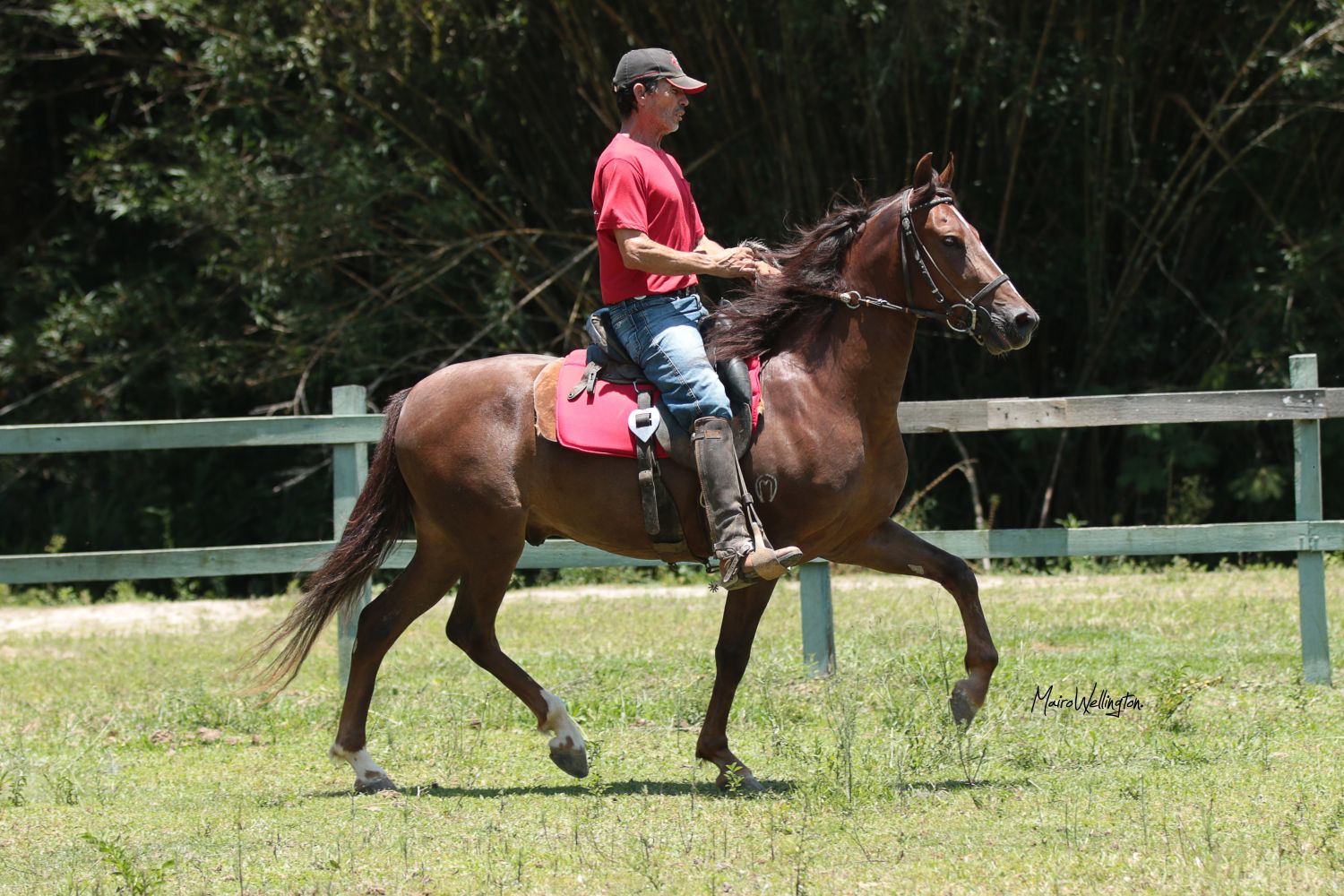 GIGANTE HHR - CASTRADO