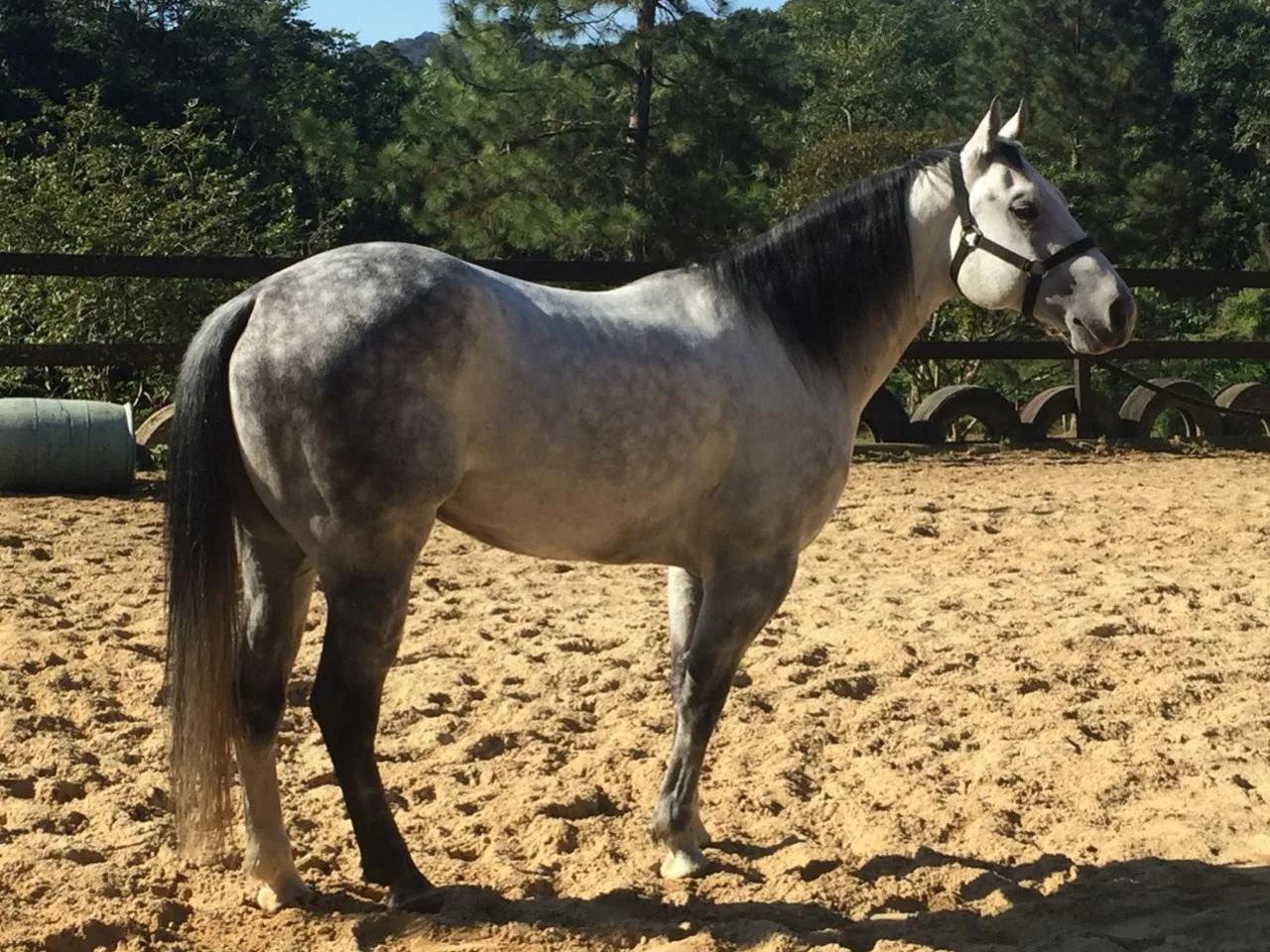 CAVALO QUARTO DE MILHA, 6 ANOS, CASTRADO