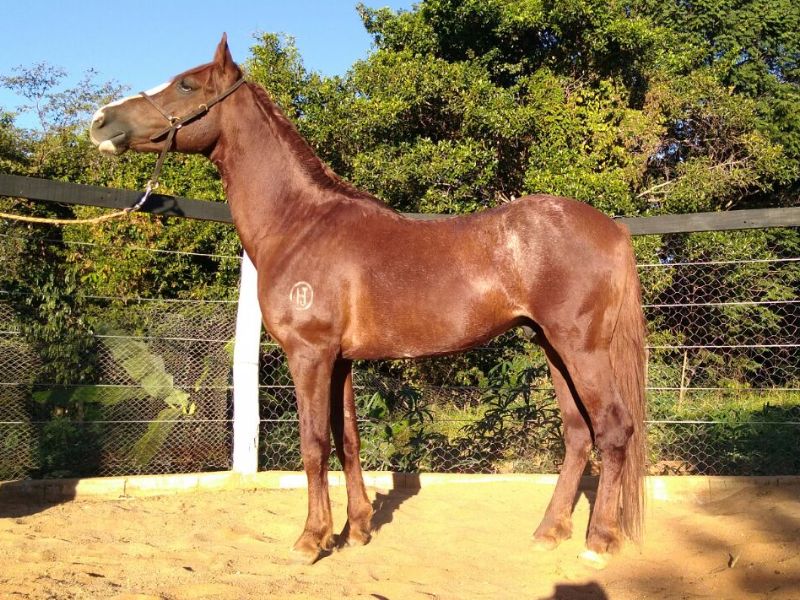 COMETA DA JANGA (T.E)