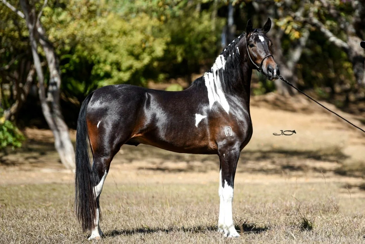 CAMARO DO CAVOK 