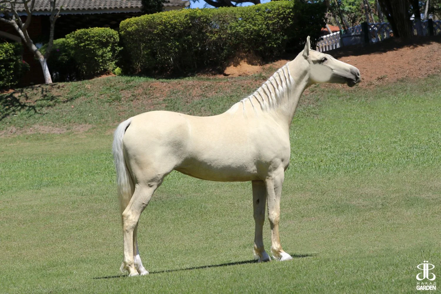DENGOSA DO RANCHINHO (T.E.)
