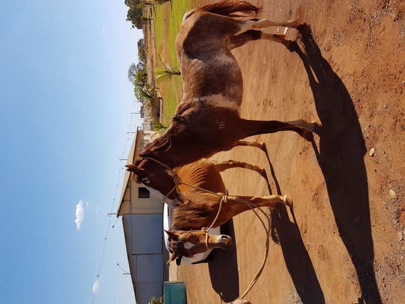 GINGA DA MARAZUL