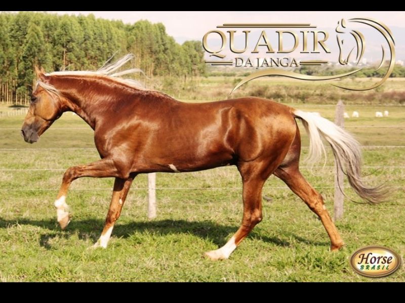 QUADIR DA JANGA (T.E.)