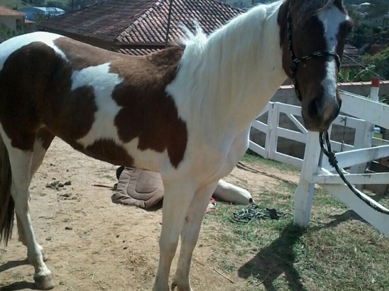 GAUCHO