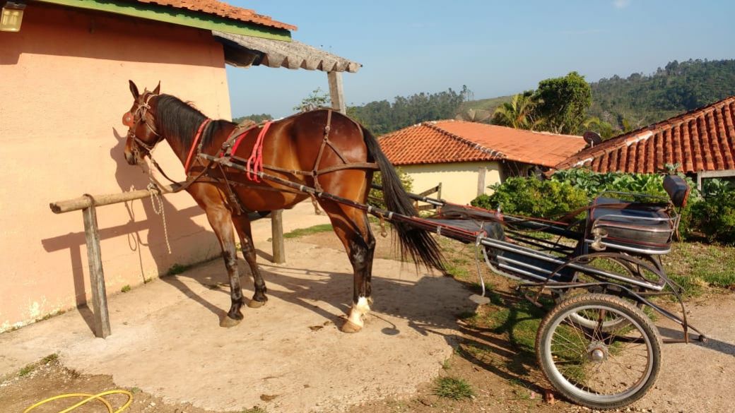 CAVALO AMERICAN TROTTER