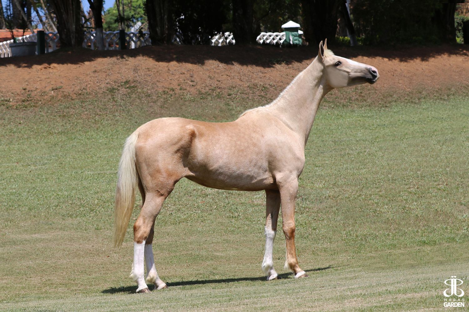 TIGREZA RA