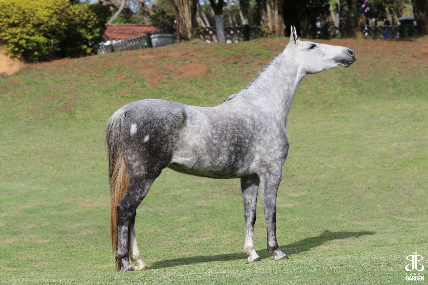 YARA DO EFI (T.E.)